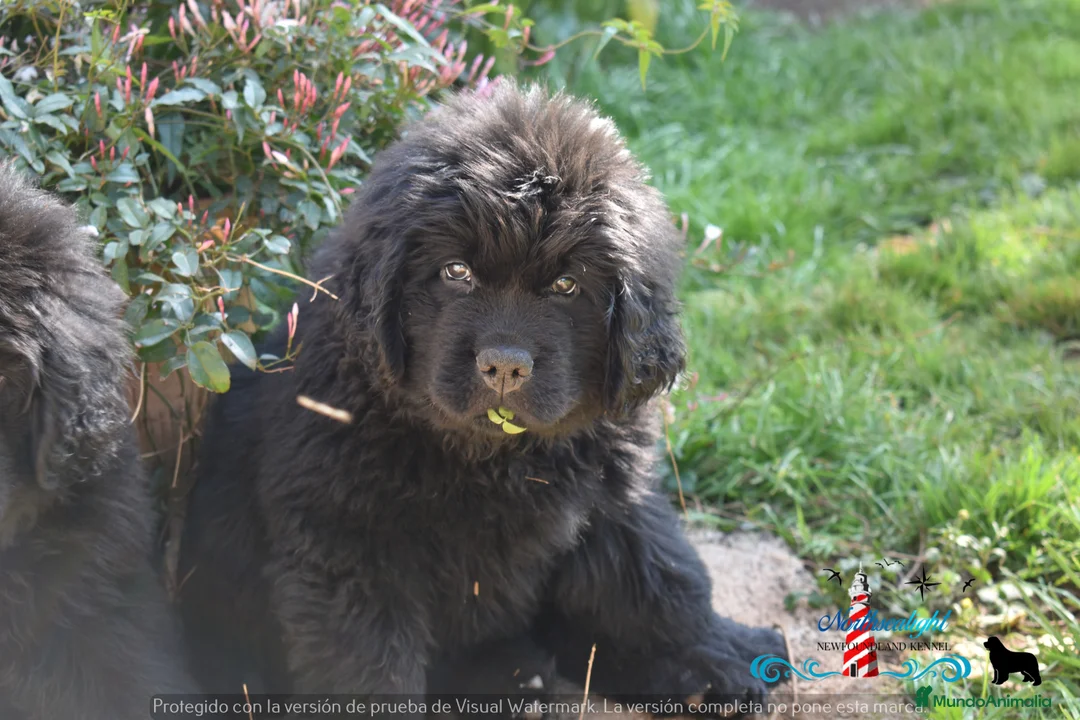 Imagen de galería {{count}}