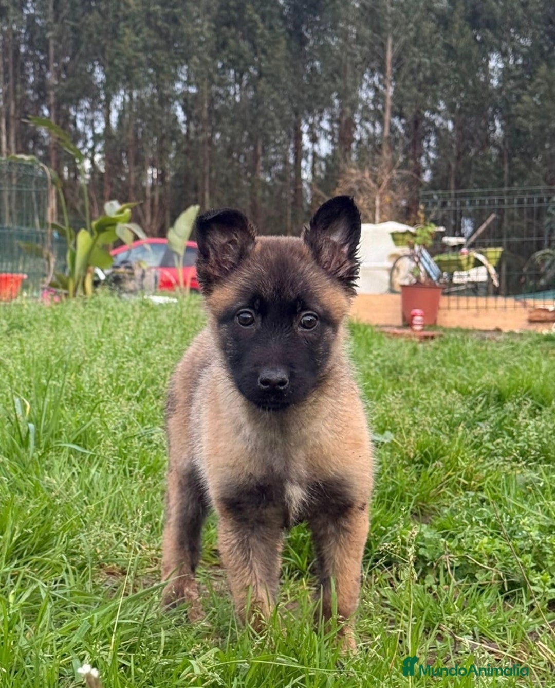 Pastor Belga Malinois perros en adopcion: Cachorra malinois en adopcion - Anuncio 2