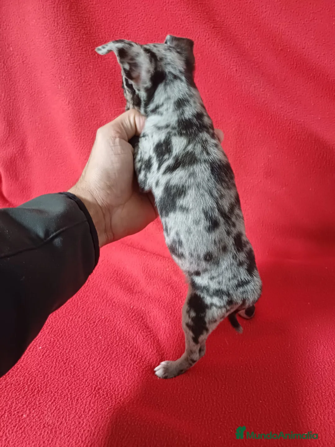 Chihuahua perros en venta: Chihuahua Mini Arlequin  - Anuncio 3