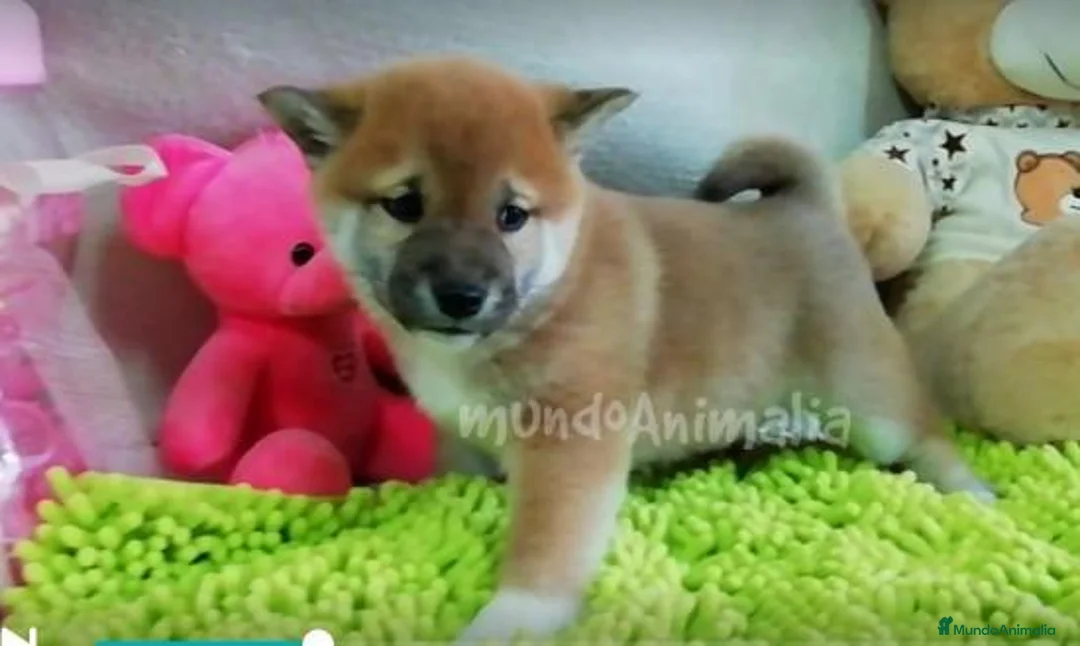 Imagen de galería {{count}}