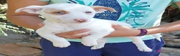 Raza Mixta perros en venta: Podenco x maneto - Anuncio 1