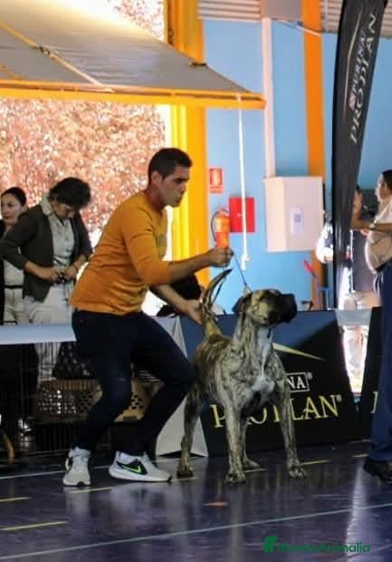 Presa Canario perros Camada presa canario pedigri FCI - Anuncio 1