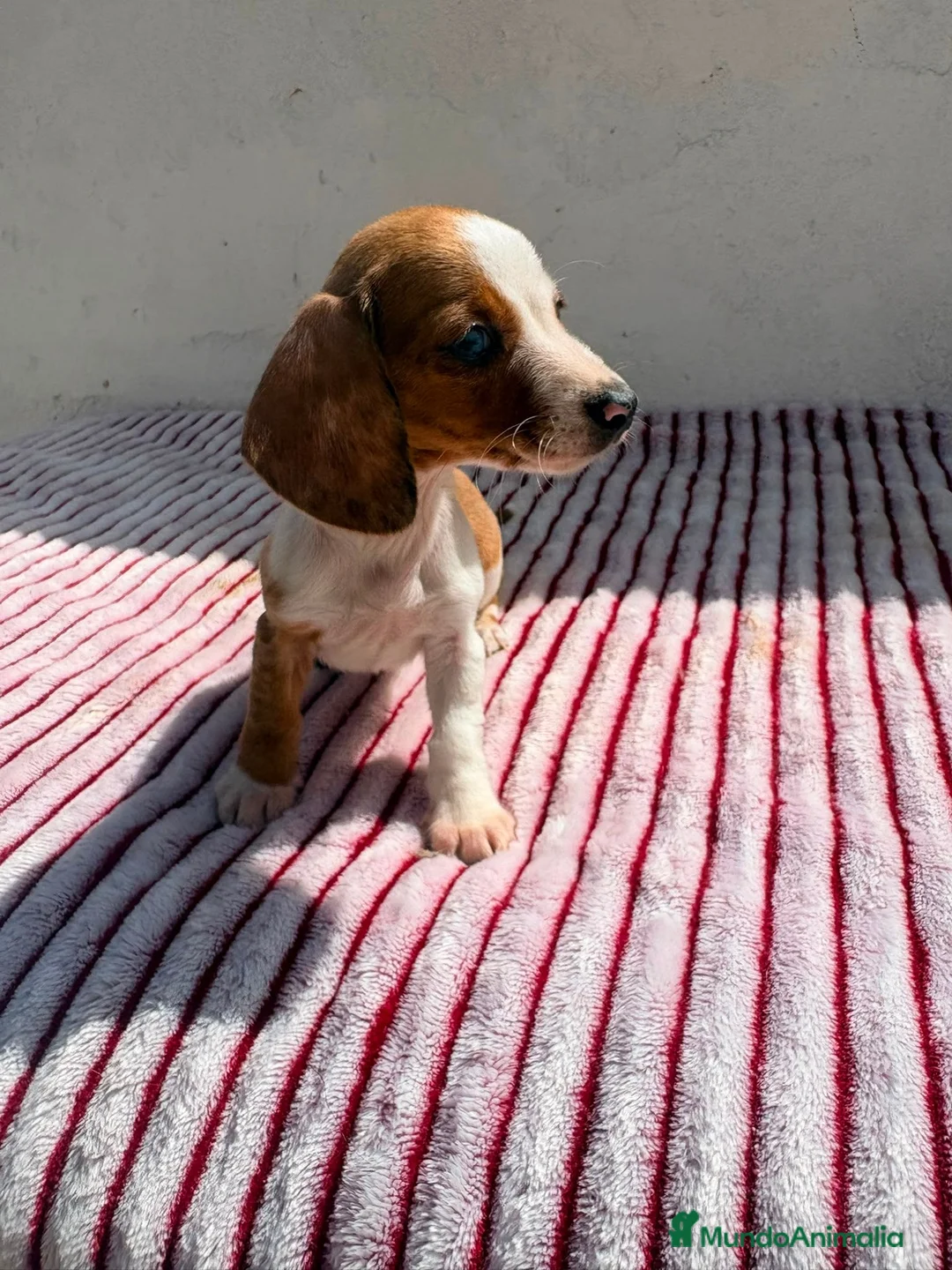 Teckel Miniatura perros en venta: Teckel Kaninchen - Anuncio 2