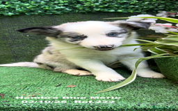 Border Collie perros en venta: Border Collie hembra Blue Merle - Anuncio 8