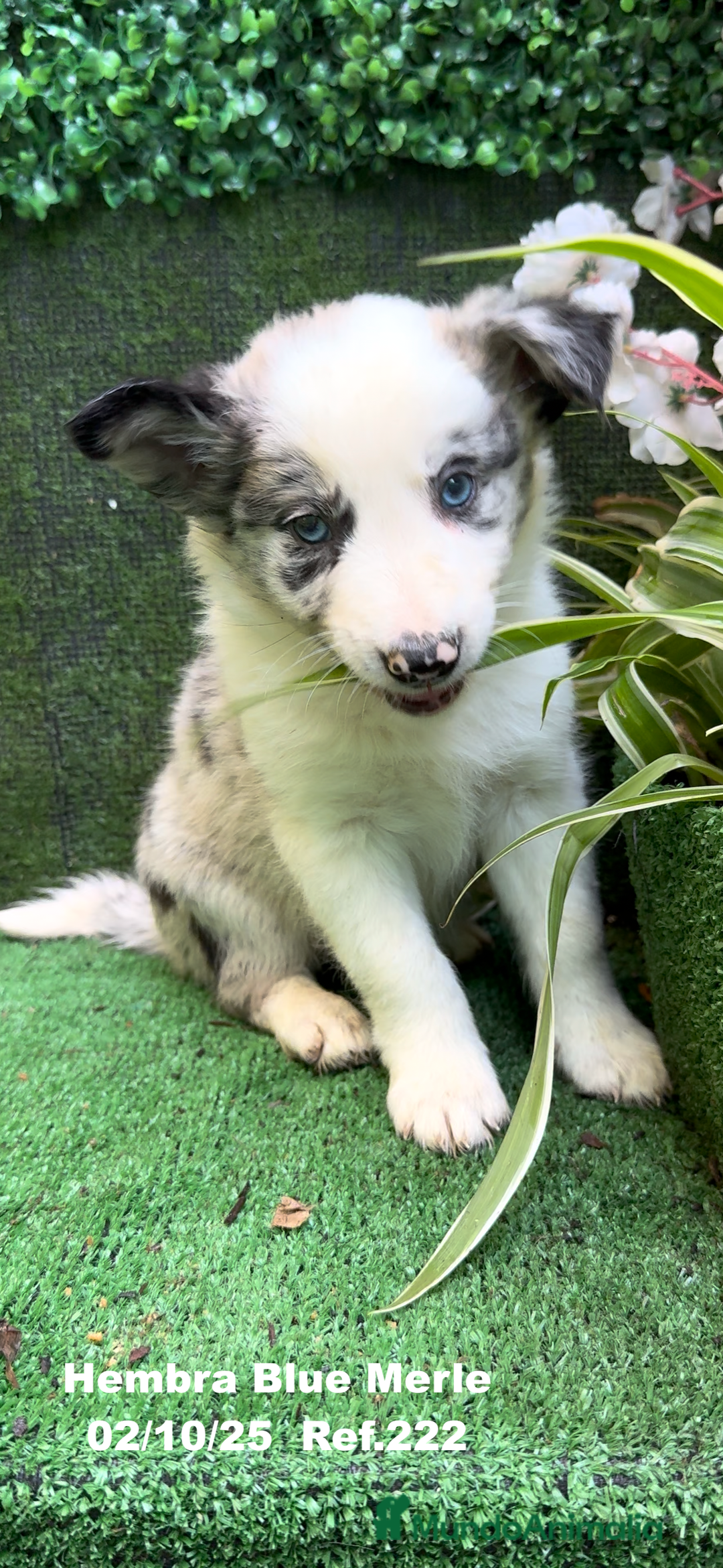 Border Collie perros en venta: Border Collie hembra Blue Merle - Anuncio 8