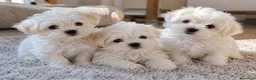 Bichón Maltés perros en venta: Machos Bichon maltés  - Anuncio 1