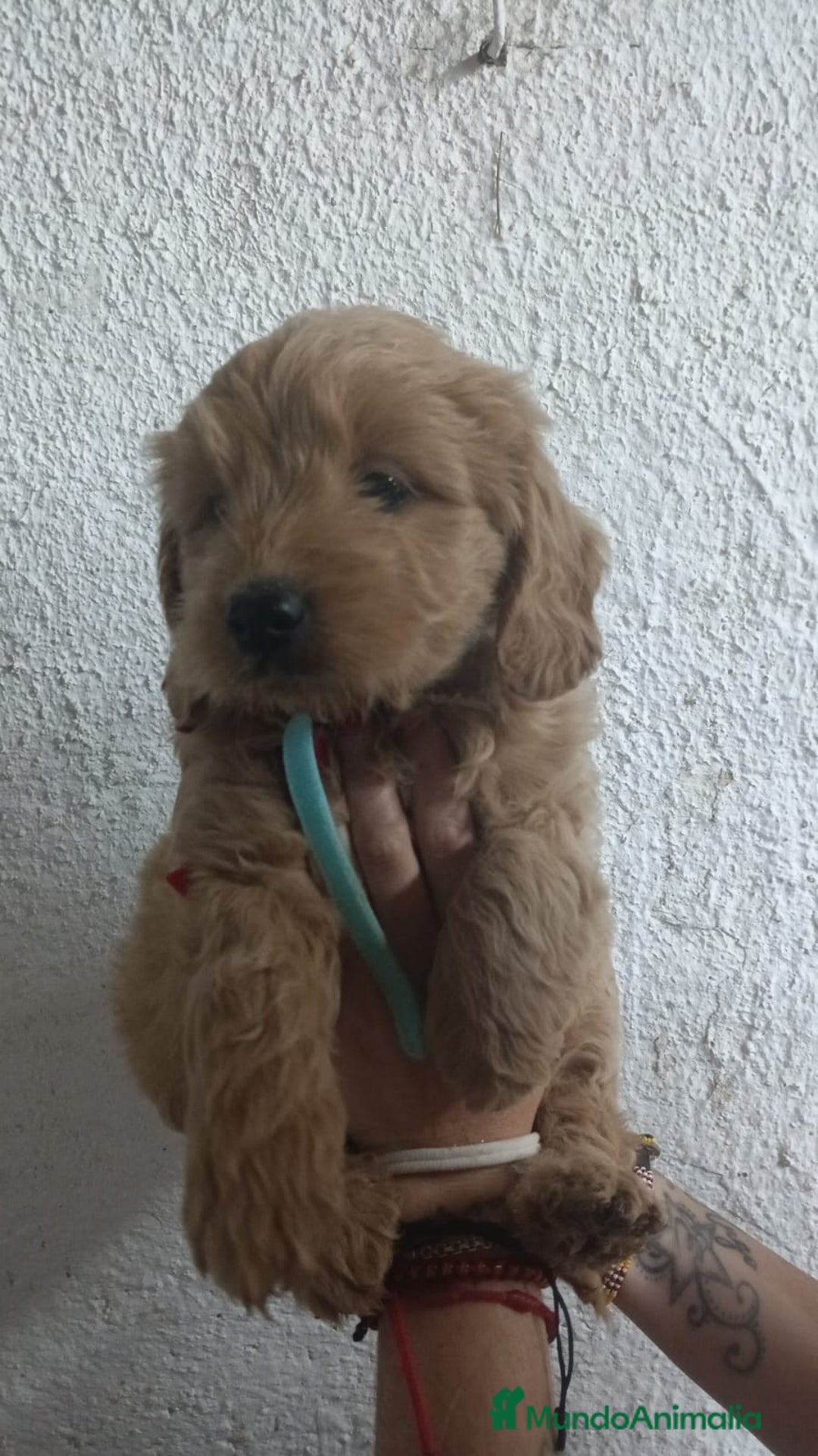 Goldendoodle perros en venta: Goldendoodle - Imagen 6