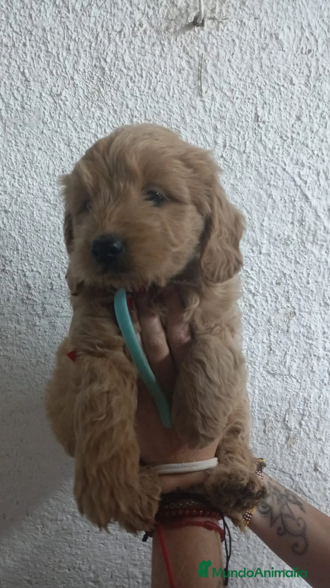 Goldendoodle perros en venta: Goldendoodle - Anuncio 6