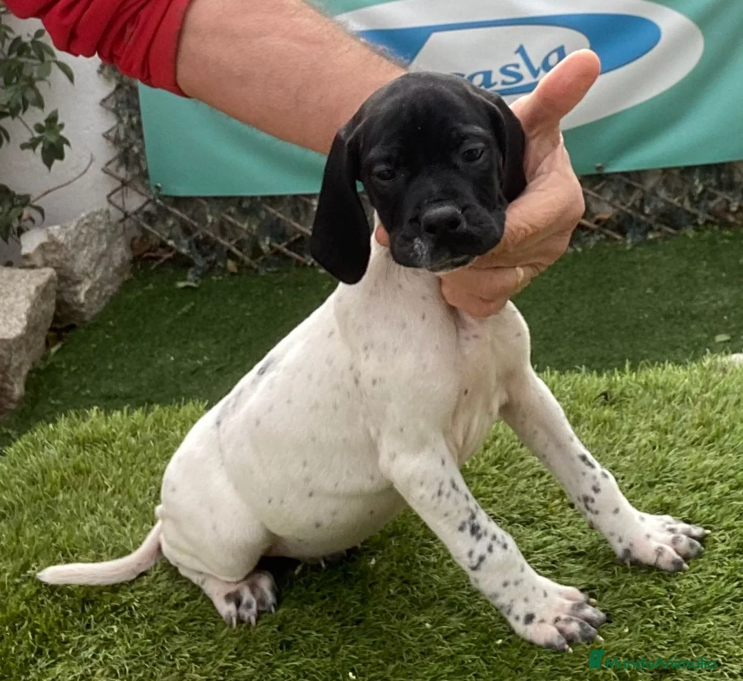 Pointer perros en venta: Pointer, cachorros de padres de trabajo. - Anuncio 4
