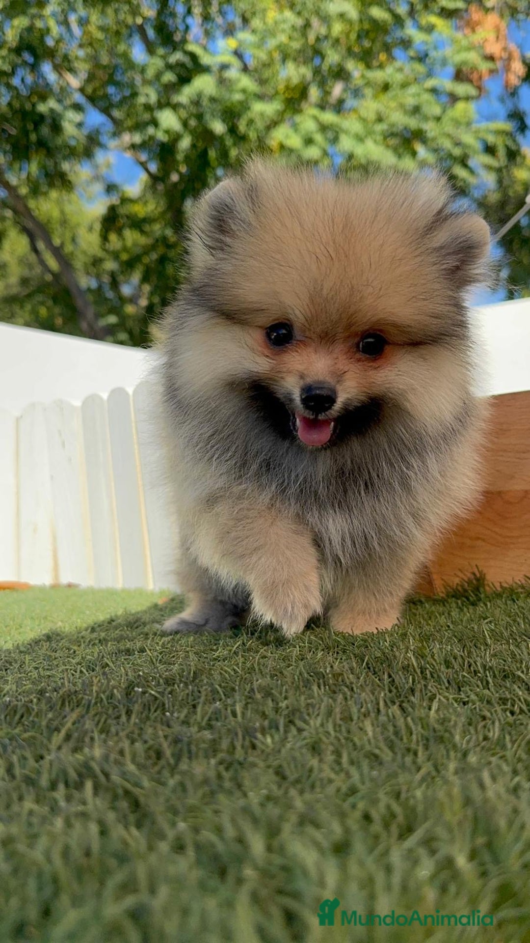 Pomerania perros en venta: POMERANIA - Imagen 22