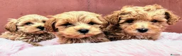 Maltipoo perros en venta: Maltipoo precio real  - Anuncio 7