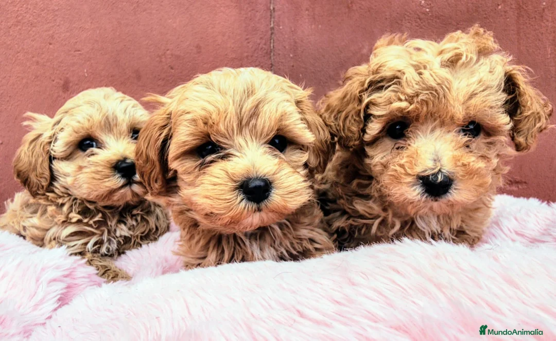 Maltipoo perros en venta: Maltipoo precio real  - Anuncio 7