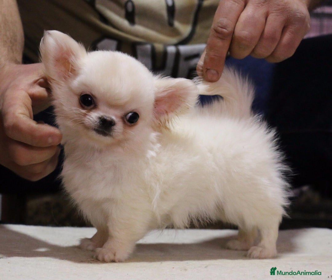 Imagen de galería {{count}}