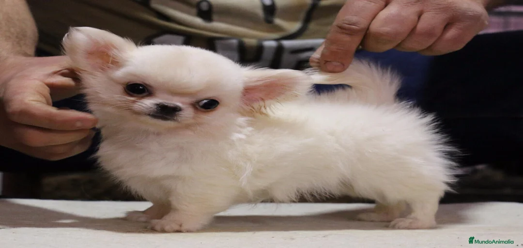 Imagen de galería {{count}}