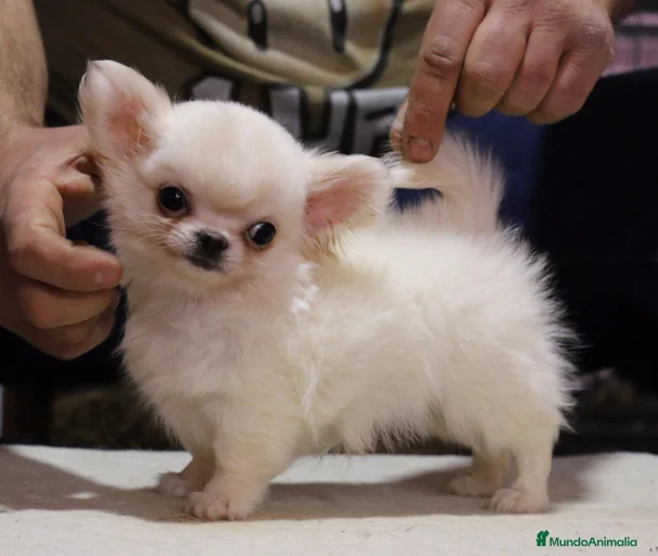 Imagen de galería {{count}}