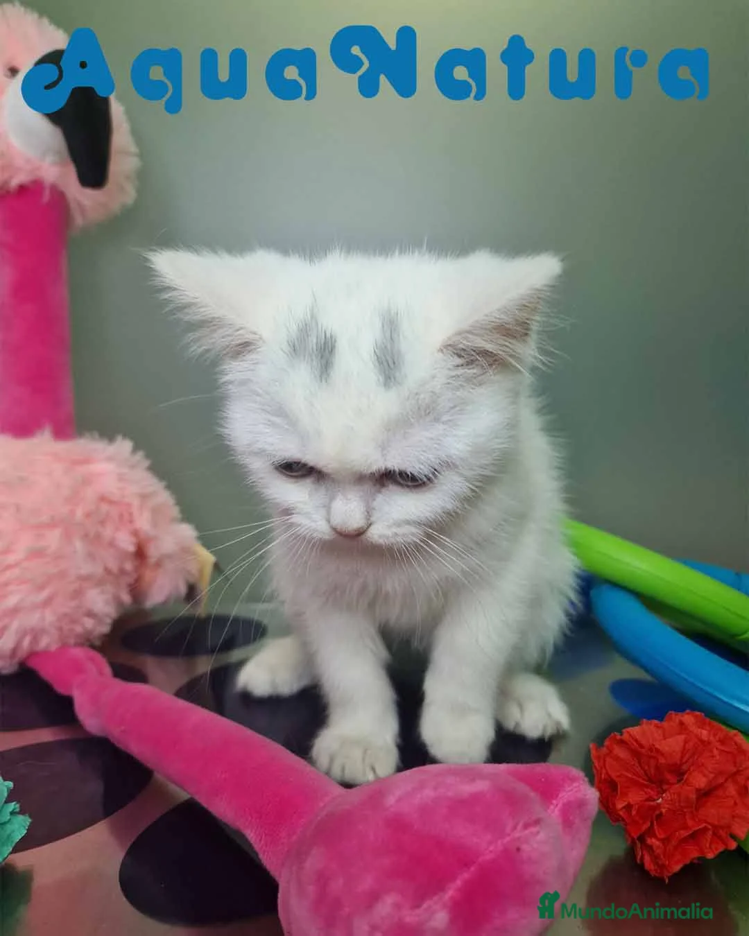 Británico de Pelo Corto gatos en venta: British Shorthair Hembra 1740 AQUANATURA - Anuncio 7