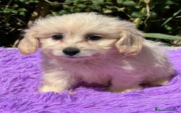 Maltipoo perros en venta: MALTIPOO F1 DISPONIBLES - Imagen 5