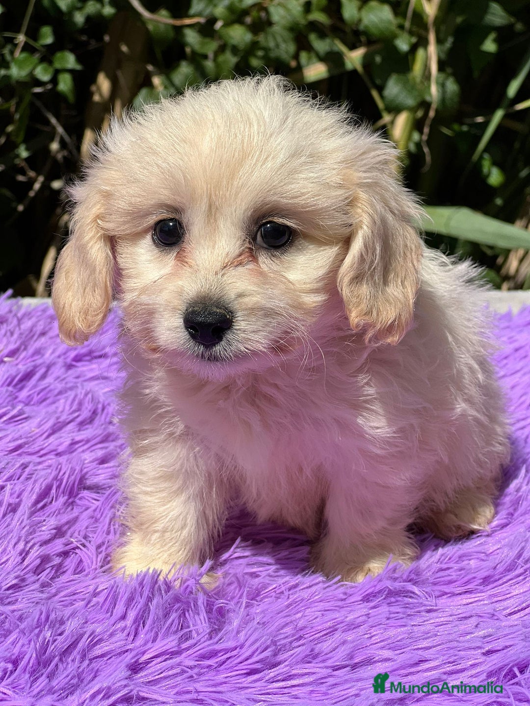 Maltipoo perros en venta: MALTIPOO F1 DISPONIBLES - Imagen 5