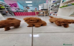 Caniche Toy perros en venta: MACHO CANICHE TOY ASIATICO 50% - Imagen 3