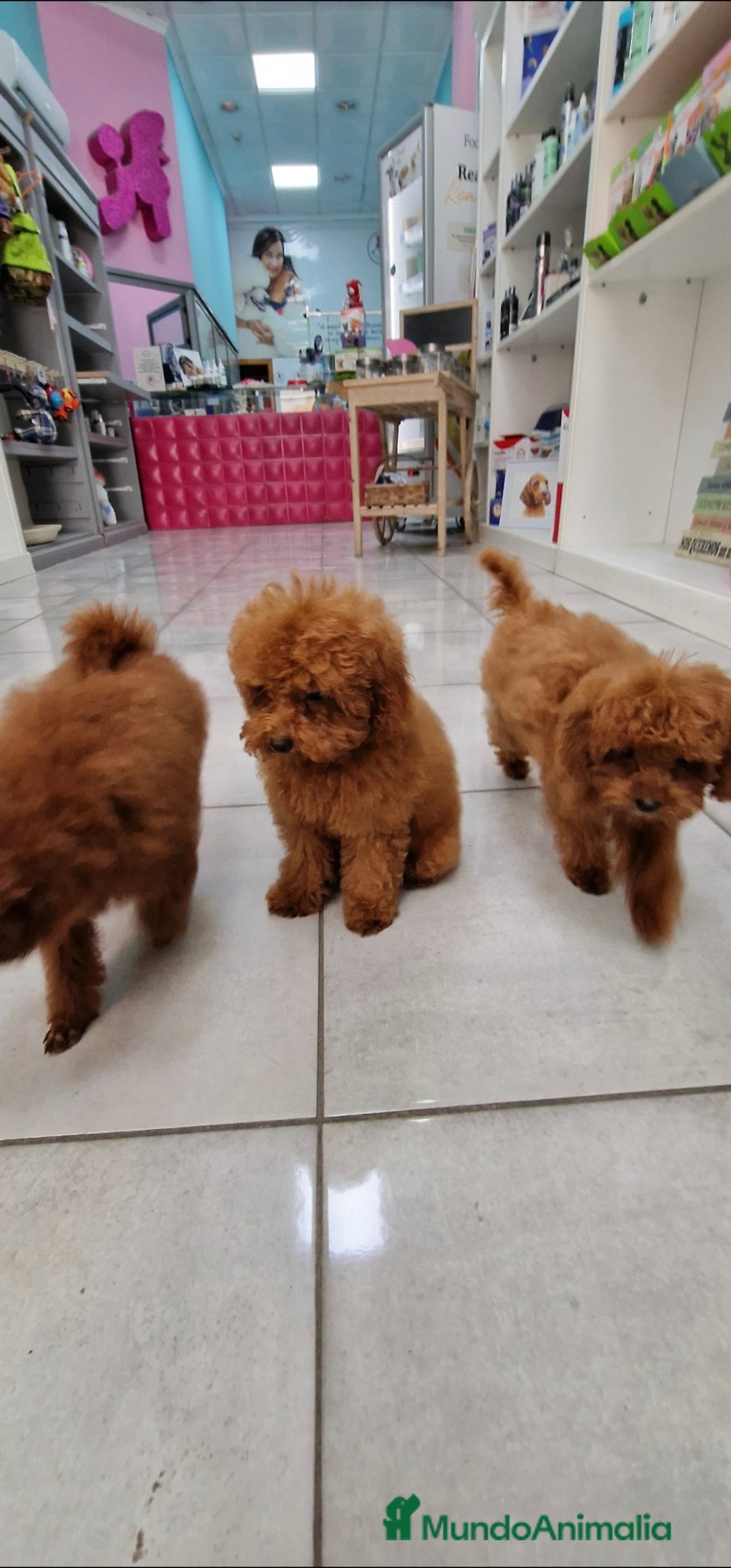 Caniche Toy perros en venta: MACHO CANICHE TOY ASIATICO 50% - Imagen 3