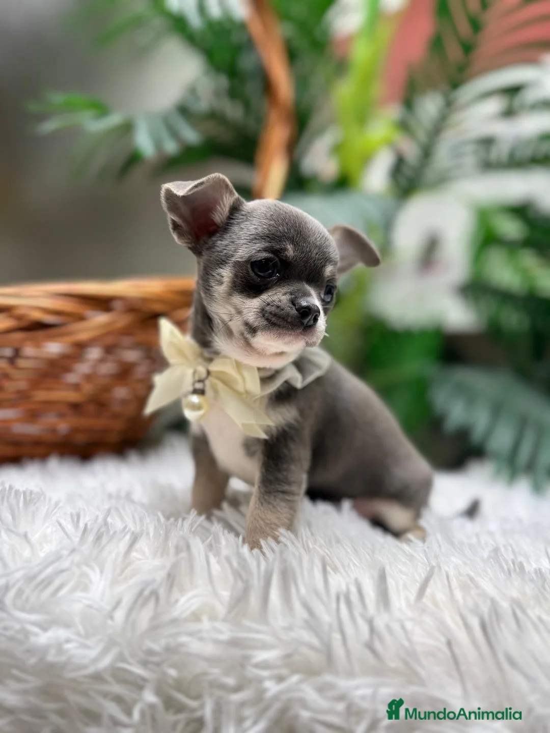 Chihuahua perros en venta: CHIHUAHUA - Anuncio 1