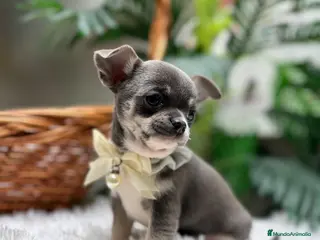 Chihuahua perros CHIHUAHUA - Anuncio 1