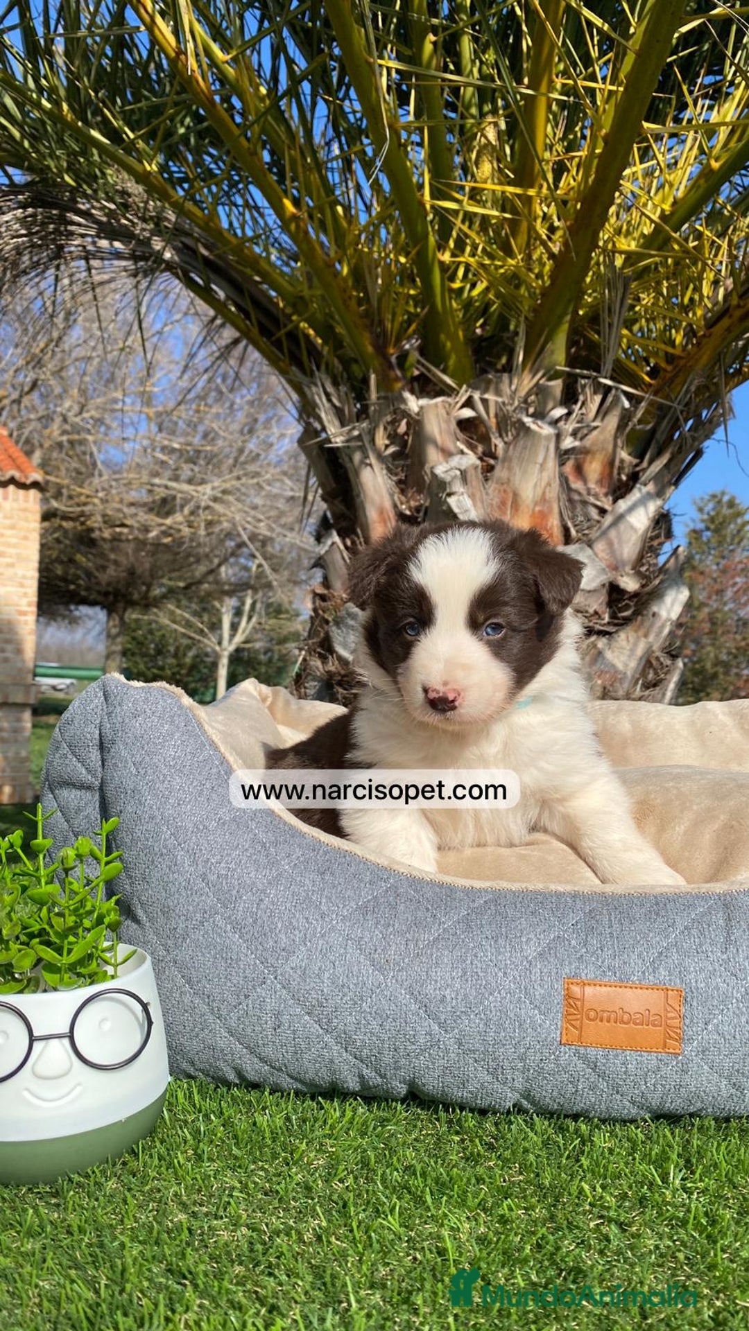 Border Collie perros en venta: CACHORRO BORDER COLLIE CHOCOLATE - Imagen 4