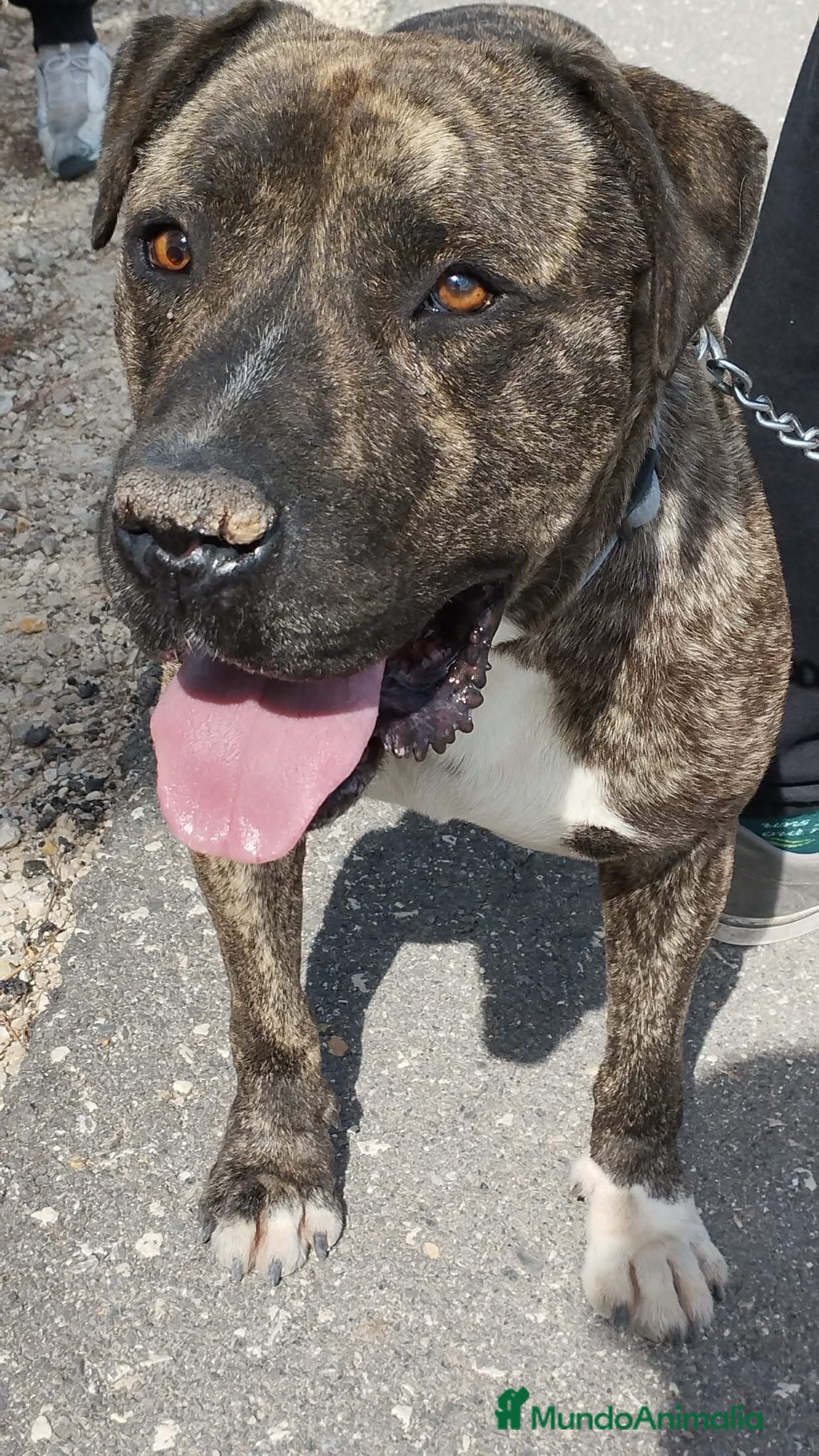 American Staffordshire-Terrier perros IZAN ❤️ en Adopción  - Anuncio 2