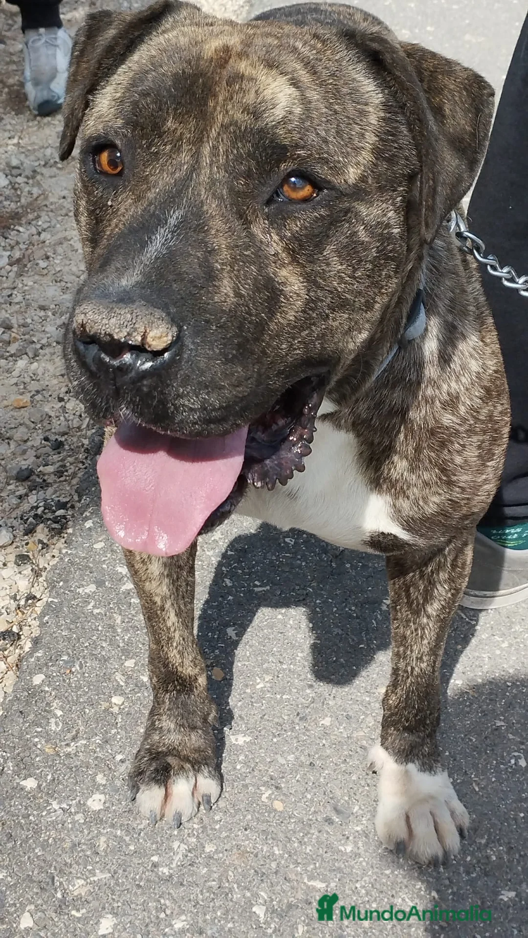 American Staffordshire-Terrier perros en adopcion: IZAN ❤️ en Adopción  - Anuncio 2