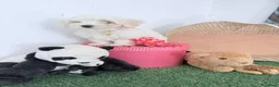 Bichón Maltés perros en venta: Bichón maltes coreano - Anuncio 2