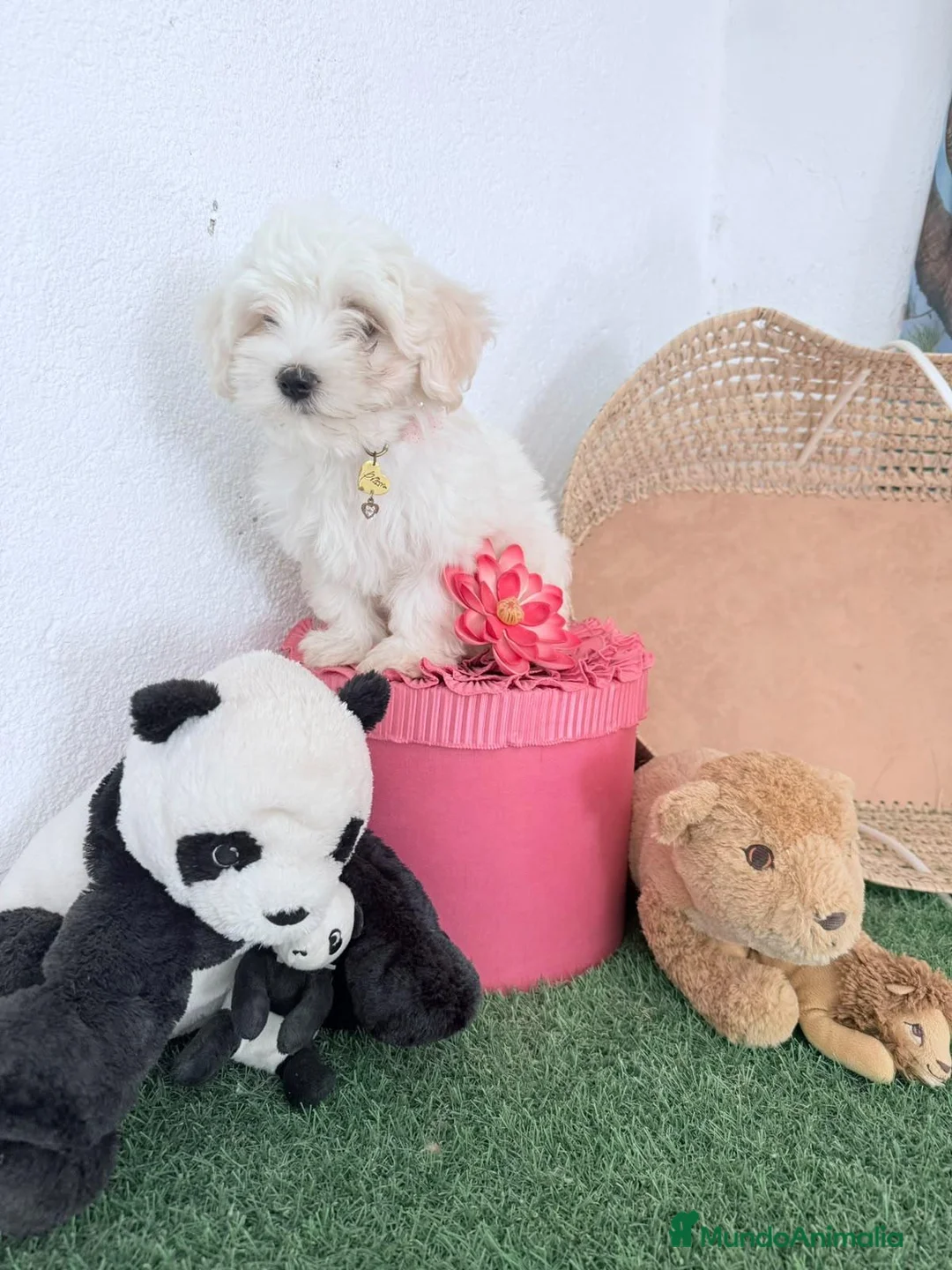 Bichón Maltés perros en venta: Bichón maltes coreano - Anuncio 2
