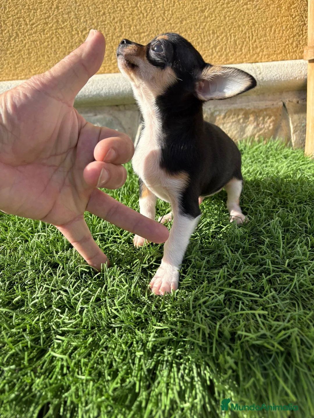 Chihuahua perros en venta: Chihuahua macho chihuahua toy tricolor  - Anuncio 1