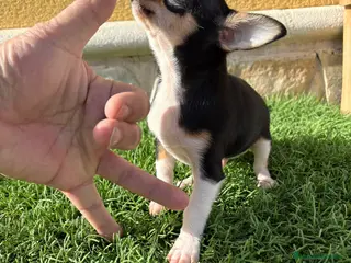 Chihuahua perros Chihuahua macho chihuahua toy tricolor - Anuncio 6