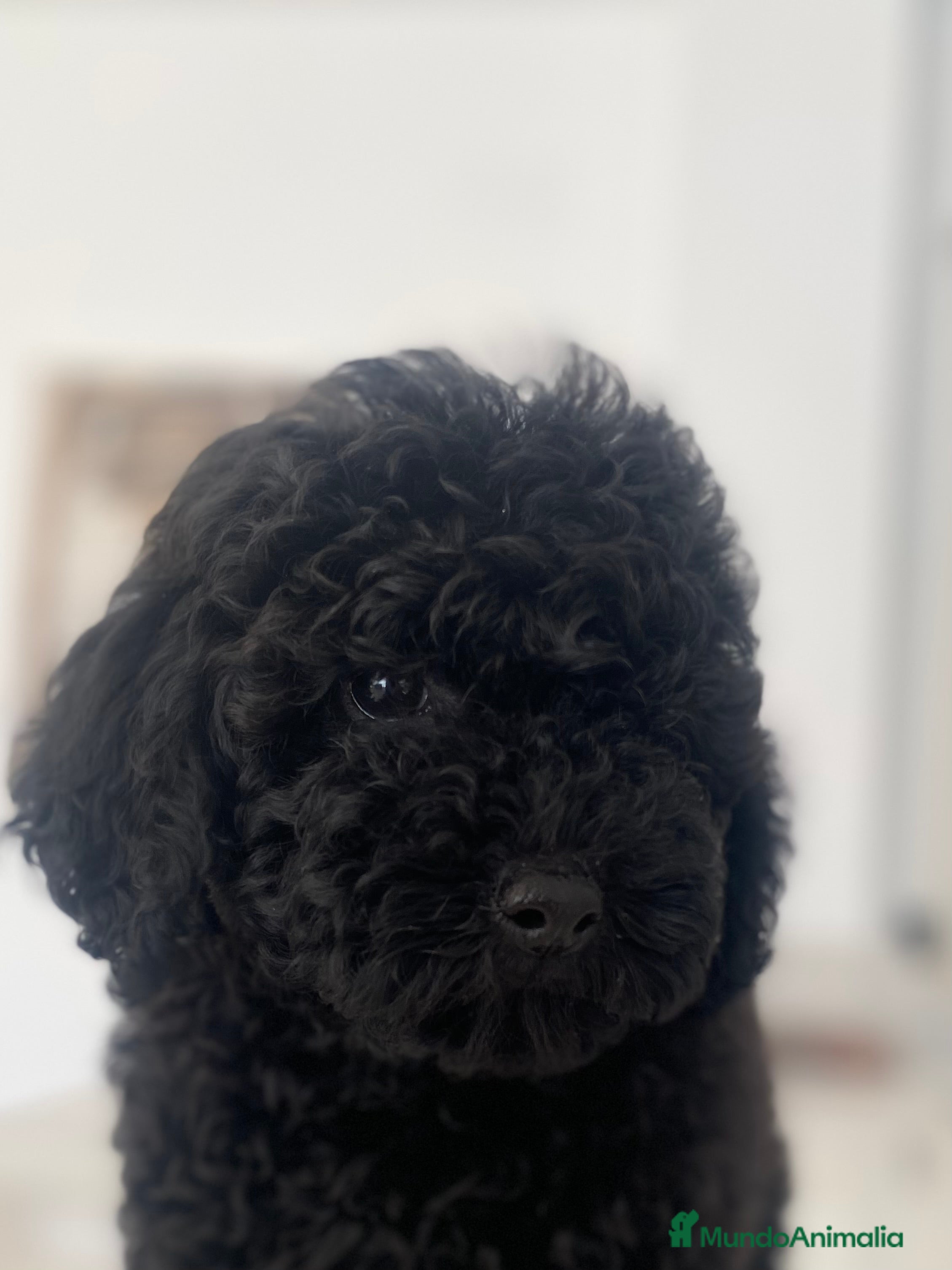 Caniche Toy perros Caniche toy hembra  - Anuncio 1