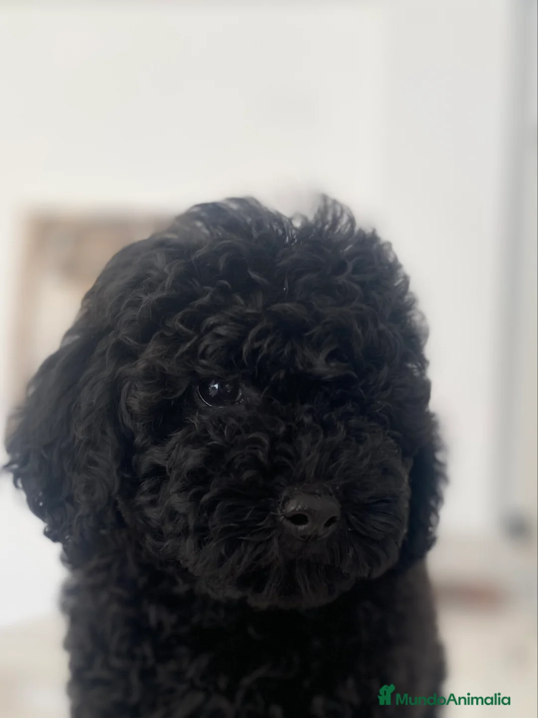 Caniche Toy perros en venta: Caniche toy hembra  - Anuncio 1