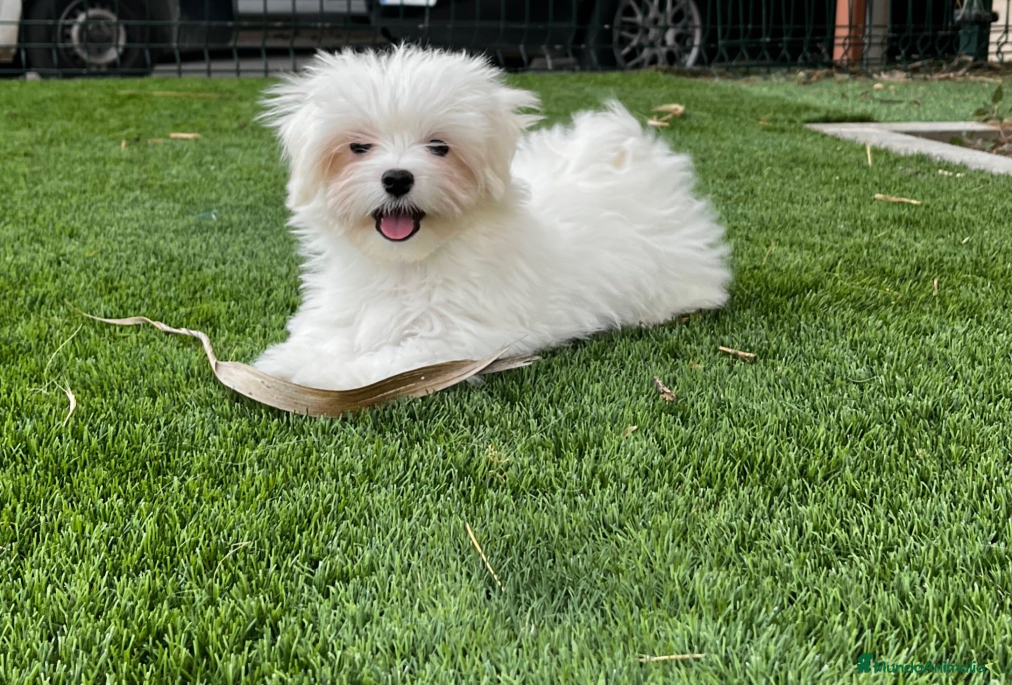 Bichón Maltés perros Bichón maltés  - Anuncio 21