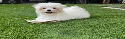 Bichón Maltés perros en venta: Bichón maltés  - Anuncio 1