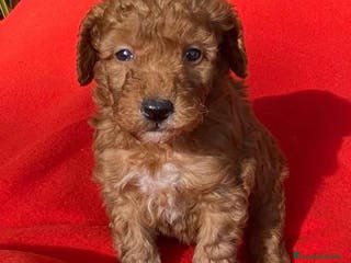 Caniche Toy perros Caniche Macho 7353 de Camila - AQUANATURA en Barcelona - Anuncio 23