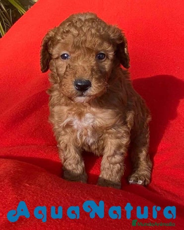 Caniche Toy perros Caniche Macho 7353 de Camila - AQUANATURA en Barcelona - Anuncio 11