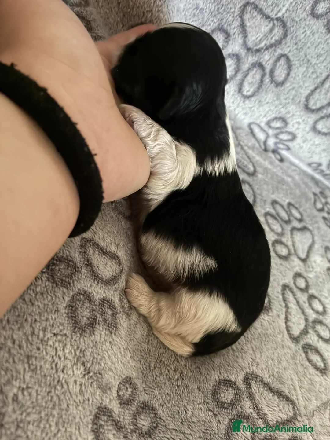 Shih Tzu perros en venta: Shihtzu disponibles  - Anuncio 8