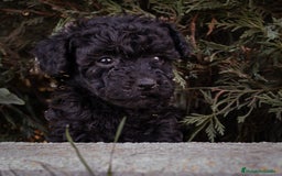 Caniche Toy perros en venta: Camada caniche Toy negro - Imagen 2