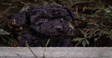 Caniche Toy perros - Anuncio 14