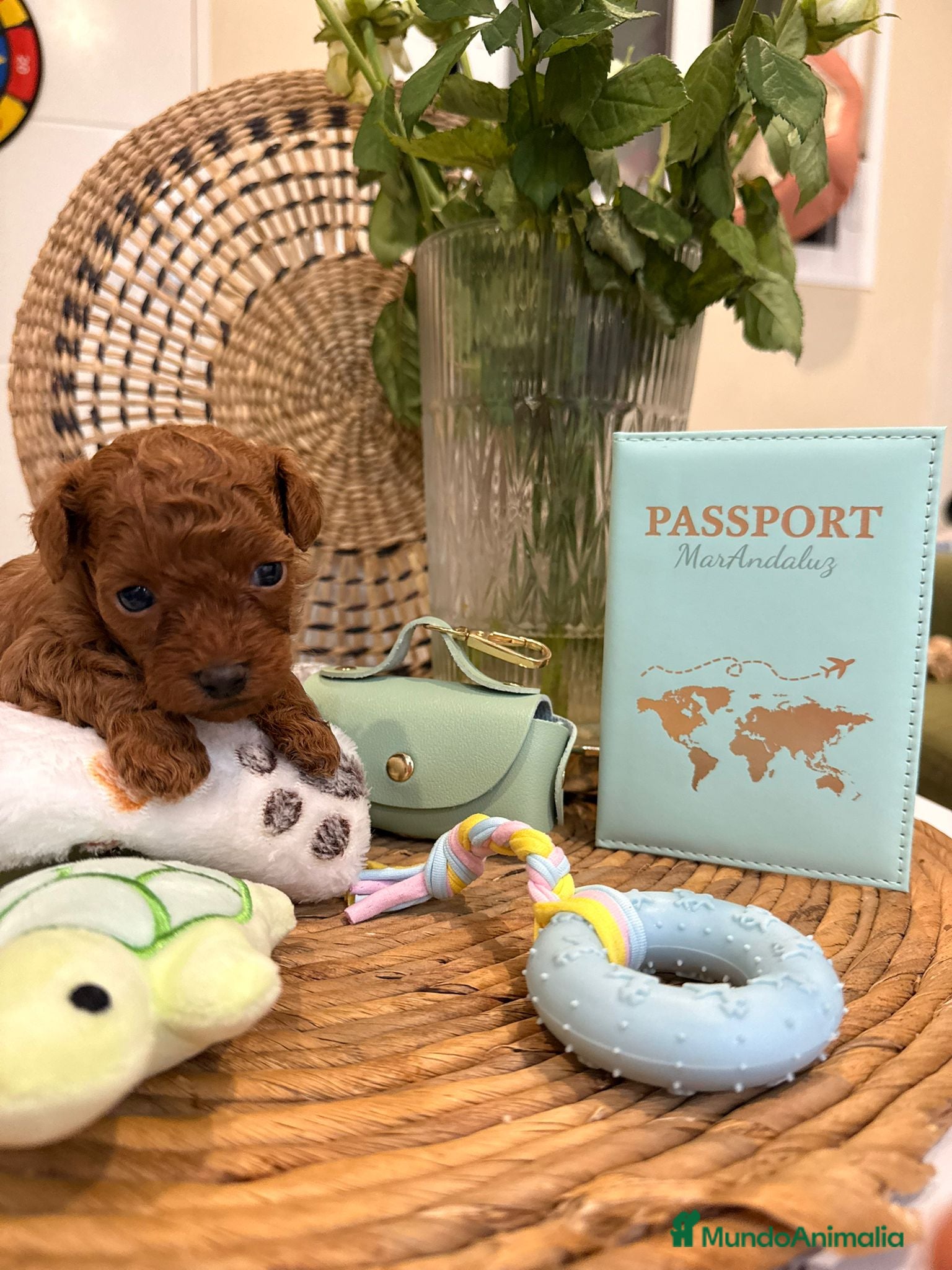 Caniche Toy perros Caniche toy rojo última hembra  - Anuncio 13