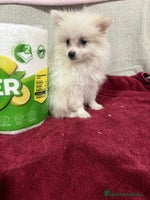 Pomerania perros Último macho Lulu pomerania toy - Anuncio 2