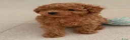 Caniche Toy perros en venta: CANICHE TOY - Anuncio 6