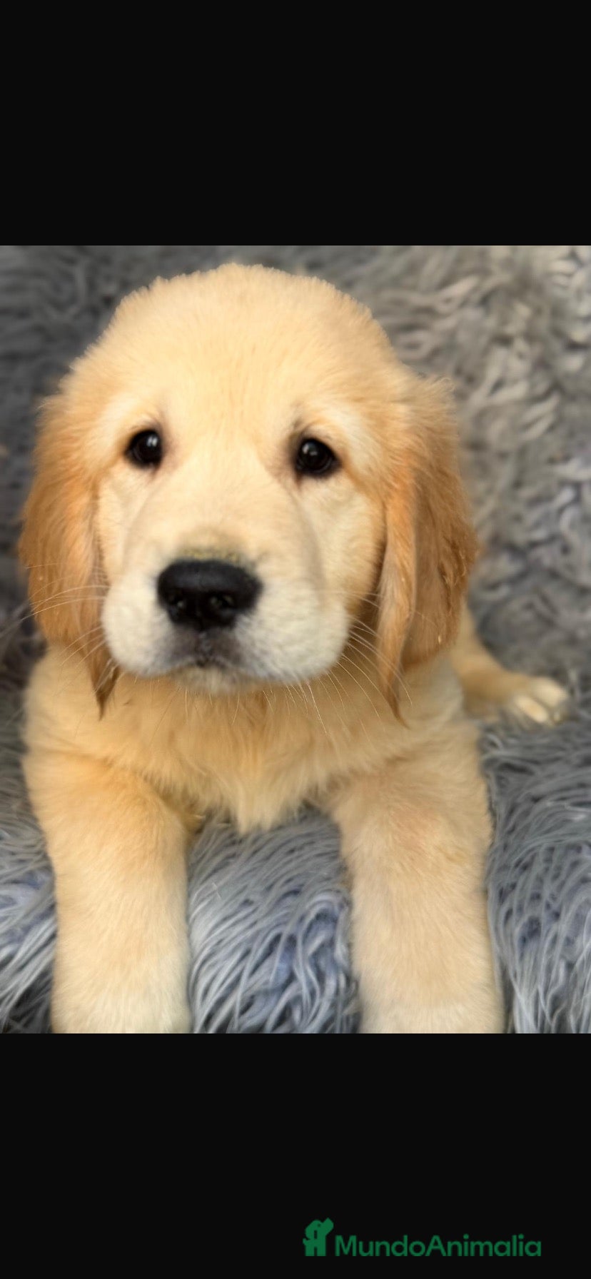 Golden Retriever perros Camada golden retriever  - Anuncio 1