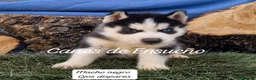 Husky Siberiano perros en venta: Husky siberianos - Anuncio 9