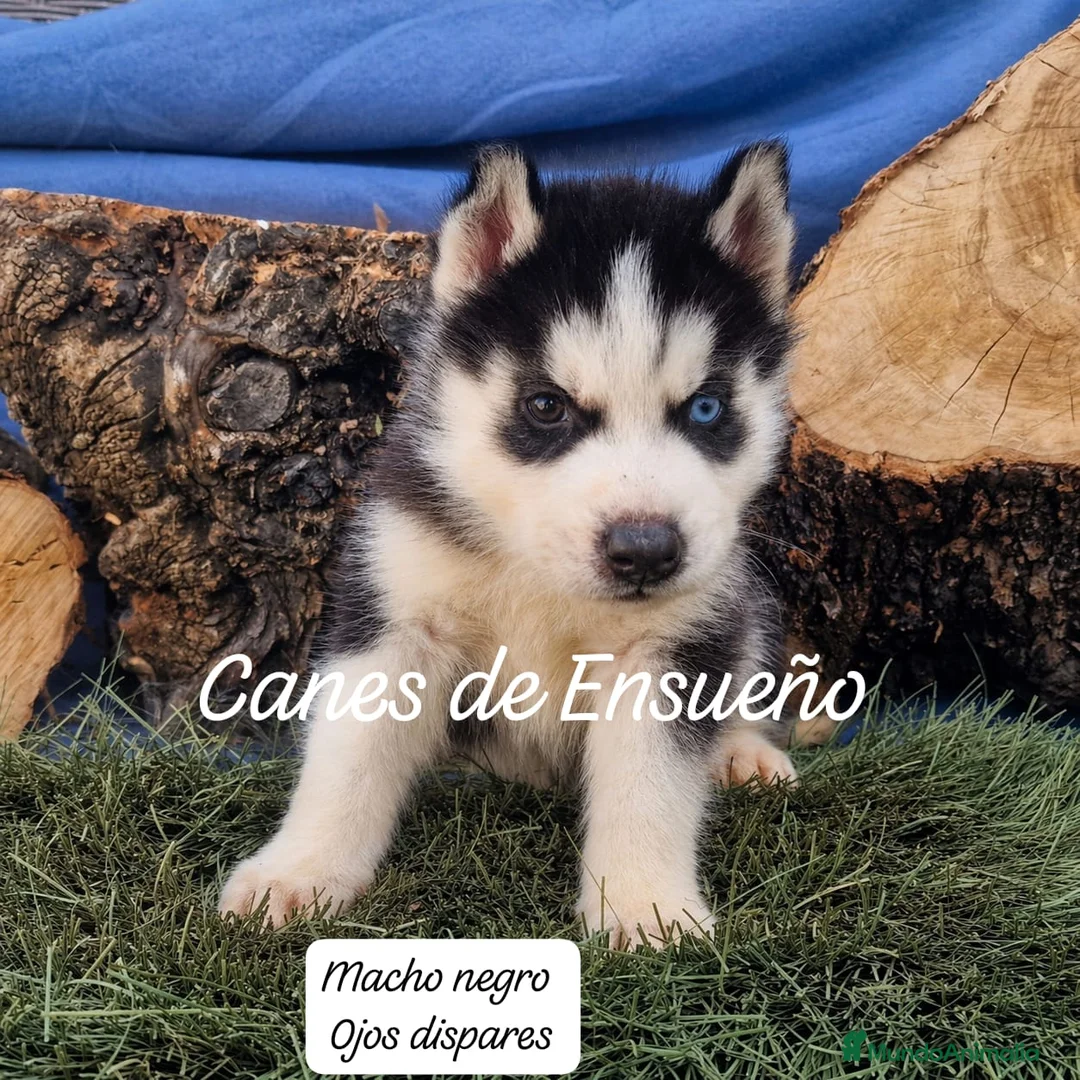 Husky Siberiano perros en venta: Husky siberianos - Anuncio 9