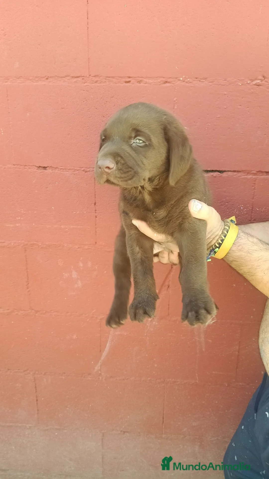 Labrador Retriever perros en venta: Labrador retriever chocolate disponible  en Barcelona - Anuncio 7