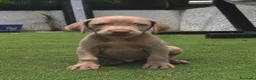 Weimaraner perros en venta: Braco de weimar de maxima calidad - Anuncio 5